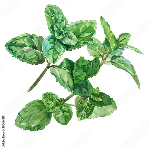 Watercolor vector of Mint plant, isolated on a white background, Mint leaves clipart