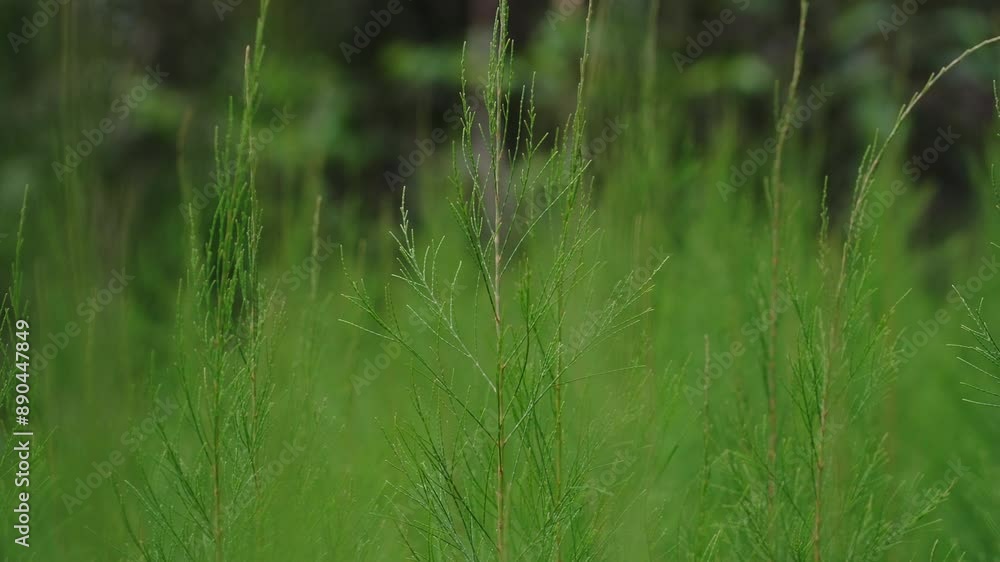 Coniferous Plant Grass Close-Up Slow Motion Coniferous Plant Grass Close-Up Slow Motion
