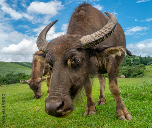 Eye-to.eye shot of a feral water buffalo  (Bubalus arnee) in the Qingtiangang Grasslands of the Yangmingshan National Park, Taipei and New Taipei City, Taiwan photo