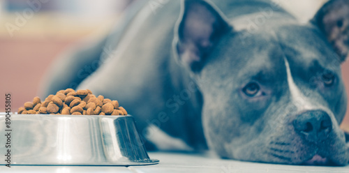 Healthy dog ​​food containing protein, fat and carbohydrates photo