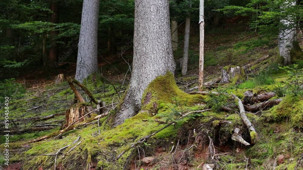 Conceptual video of nature inside a forest of trees with green grass. Summer colors with green as background peaceful tree landscape outdoor