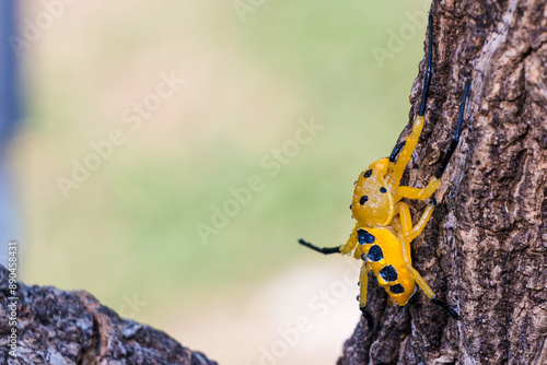 an eight spotted crab spider or Platythomisus octomaculatus. photo