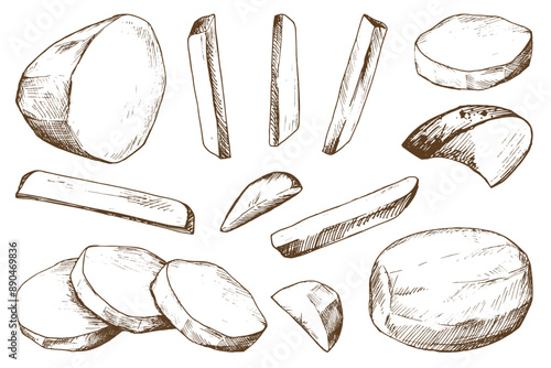 White potatoes, peeled, whole, half, cut into slices and sticks for French fries. Graphic illustration hand drawn in brown ink. EPS vector on the theme of harvest cooking, food, packaging