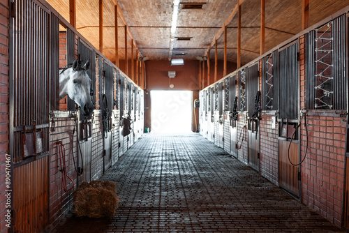 horse stable with horses in their stables inside an equestrian center, mare in barn