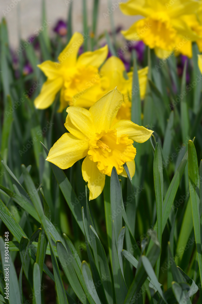 Trumpet Daffodil King Alfred flowers Trumpet Daffodil King Alfred flowers