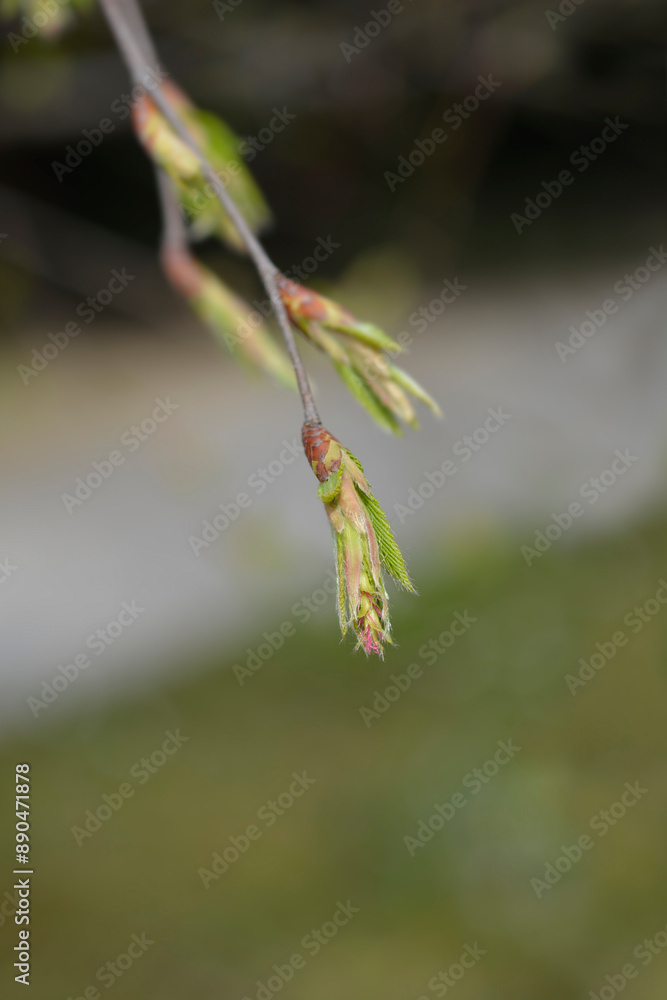 Common hornbeam Horizontalis new leaves Common hornbeam Horizontalis new leaves