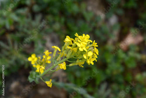 Greek Bladderpod flowers photo