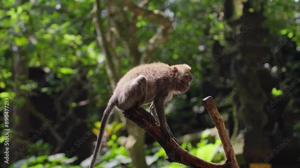 monkey sits on a branch and shakes off water, slow motion