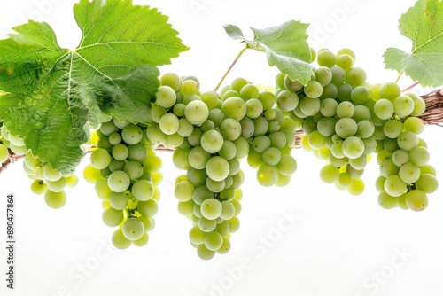 Mystic photo of Sauvignon Blanc Grape on the vine, isolated on white background