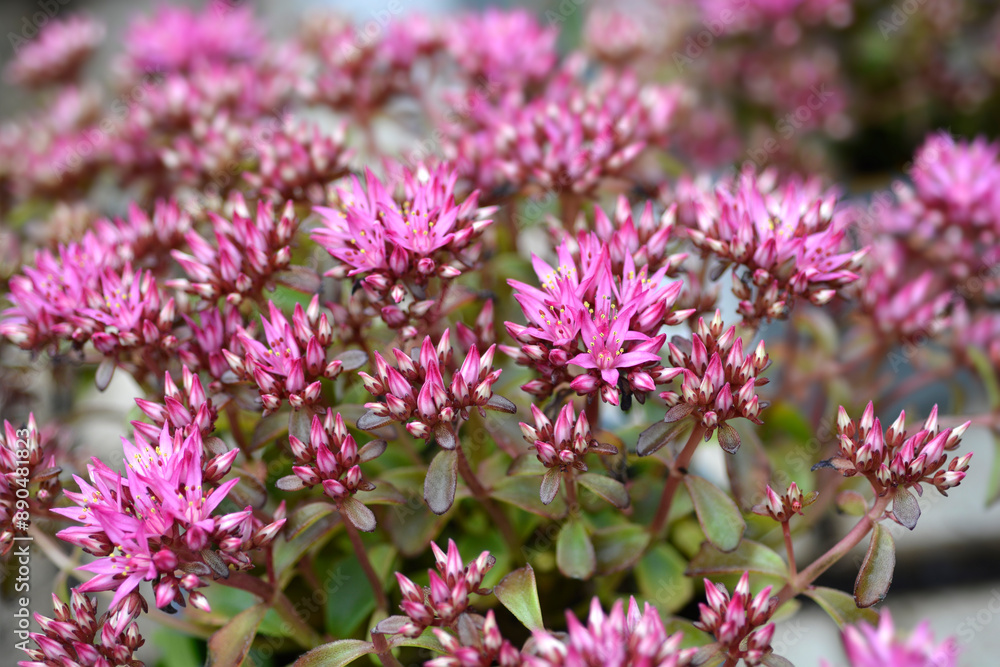Two-row stonecrop flowers Two-row stonecrop flowers