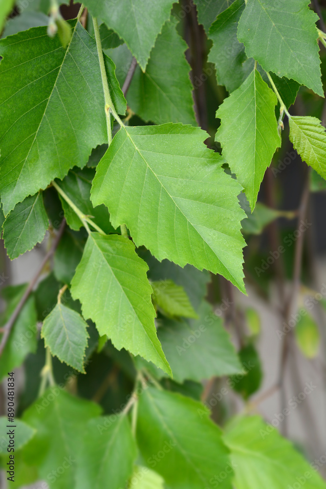 Birch Summer Cascade leaves Birch Summer Cascade leaves