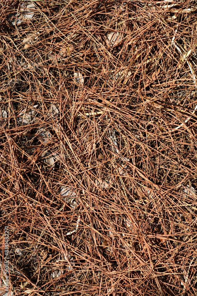 Italian stone pine dry needles Italian stone pine dry needles