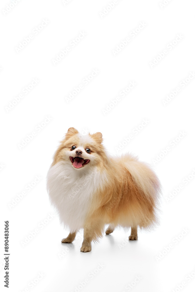 Obraz premium Photo of cute, funny little pet, purebred furry little Pomeranian spits looking at camera and smiling against white studio background. Concept of animal, grooming and veterinary services. Ad