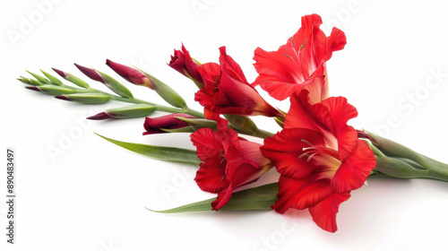 Obraz na płótnie A red gladiolus on a white background