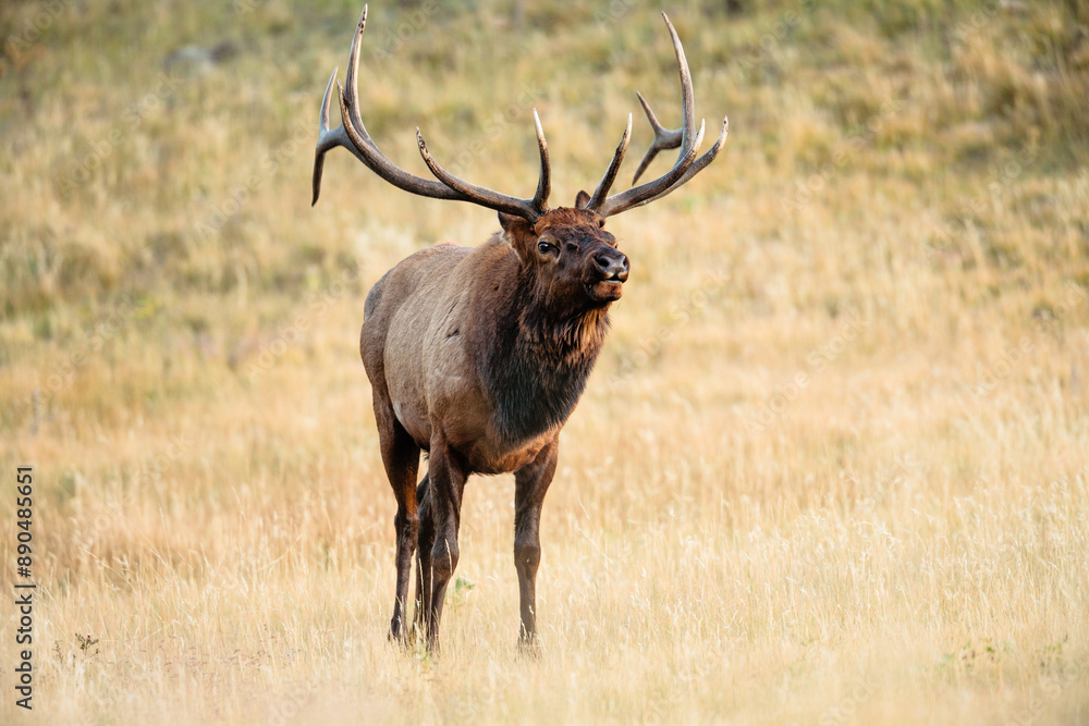 Bull elk bugling within Rocky Mountain National Park, Colorado Bull elk bugling within Rocky Mountain National Park, Colorado