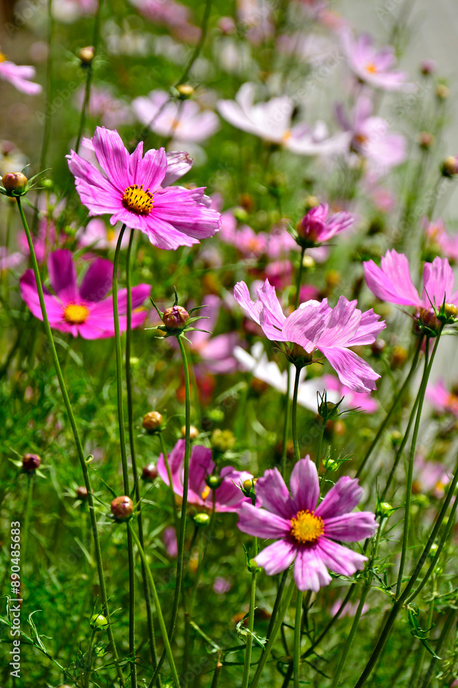 Kosmos pierzasty, kosmos podwójnie pierzasty, onętek, Cosmos bipinnatus, kolorowe kosmosy, łąka kwietna z kosmosów, garden cosmos, Mexican aster, Prairie fleurie