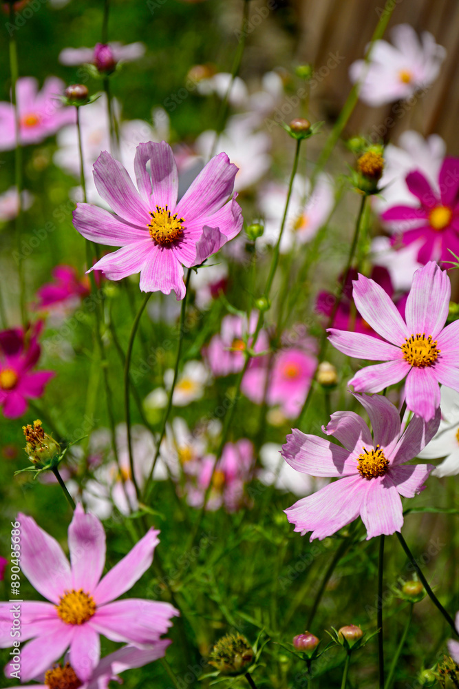 Kosmos pierzasty, kosmos podwójnie pierzasty, onętek, Cosmos bipinnatus, kolorowe kosmosy, łąka kwietna z kosmosów, garden cosmos, Mexican aster, Prairie fleurie