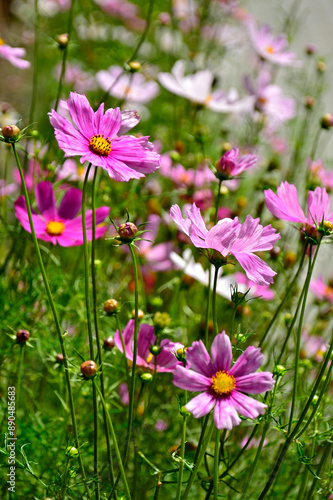 Obraz na płótnie Kosmos pierzasty, kosmos podwójnie pierzasty, onętek, Cosmos bipinnatus, kolorowe kosmosy, łąka kwietna z kosmosów, garden cosmos, Mexican aster, Prairie fleurie w salonie
