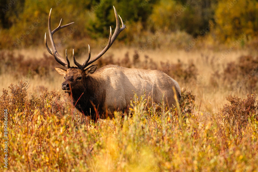 Bull elk meandering the meadows in the late afternoon autumn sunlight at Horseshoe Park, Rocky Mountain National Park, Colorado Bull elk meandering the meadows in the late afternoon autumn sunlight at Horseshoe Park, Rocky Mountain National Park, Colorado