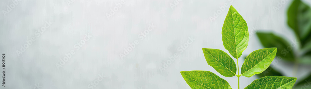 Obraz premium Close-up of vibrant green plant leaves against a soft blurred gray background, highlighting natural beauty and freshness in simplicity.