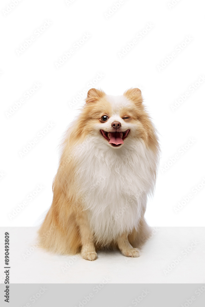 Cheerful Pomeranian dog sitting and winking at camera with its tongue out, showing playful and happy expression against white studio background. Concept of animal, grooming and veterinary services. Ad Cheerful Pomeranian dog sitting and winking at camera with its tongue out, showing playful and happy expression against white studio background. Concept of animal, grooming and veterinary services. Ad