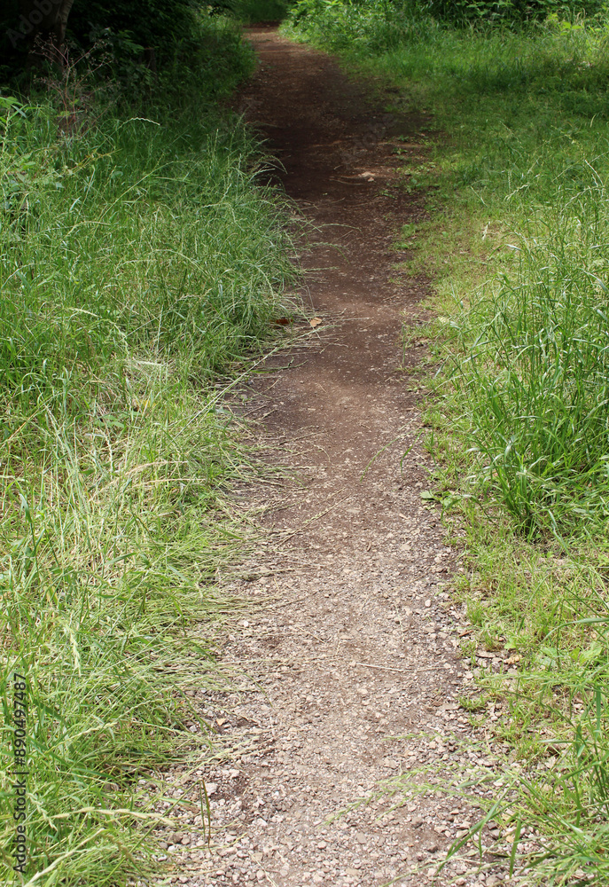 Obraz premium Path in a garden. Green grasses on each side of a footpath. Background.