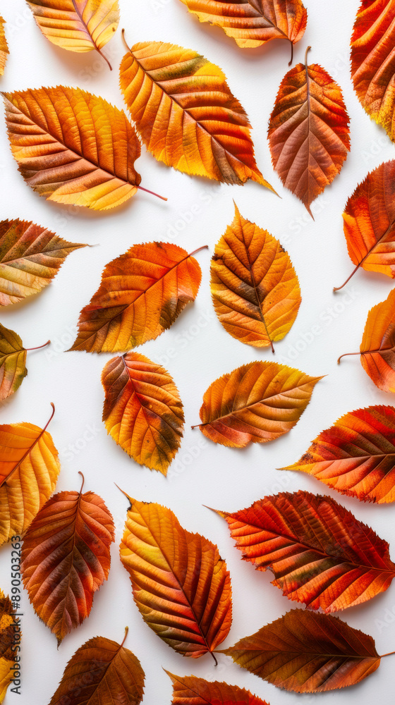Vibrant Autumn Leaves On White. Detailed close-up of colorful fall leaves spread on a white background. Vibrant Autumn Leaves On White. Detailed close-up of colorful fall leaves spread on a white background.