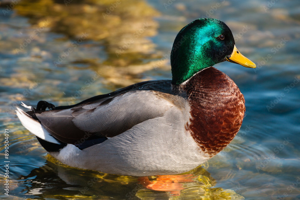 Obraz premium Male mallard resting in the March sunshine in the shallow harbor waters at Port Washington, Wisconsin