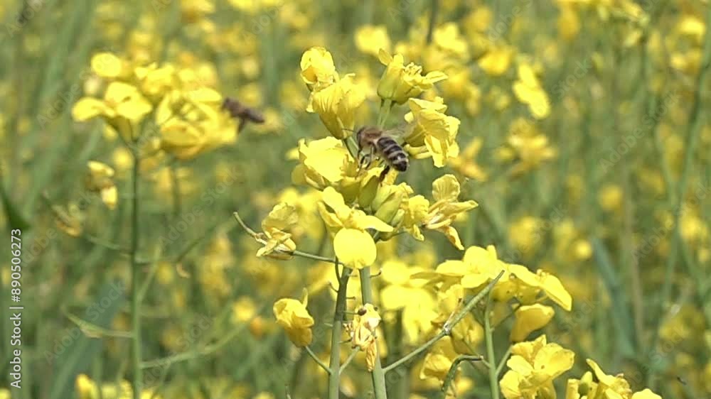 bees flies near a rapeseed flower Slow motion 1000 FPS