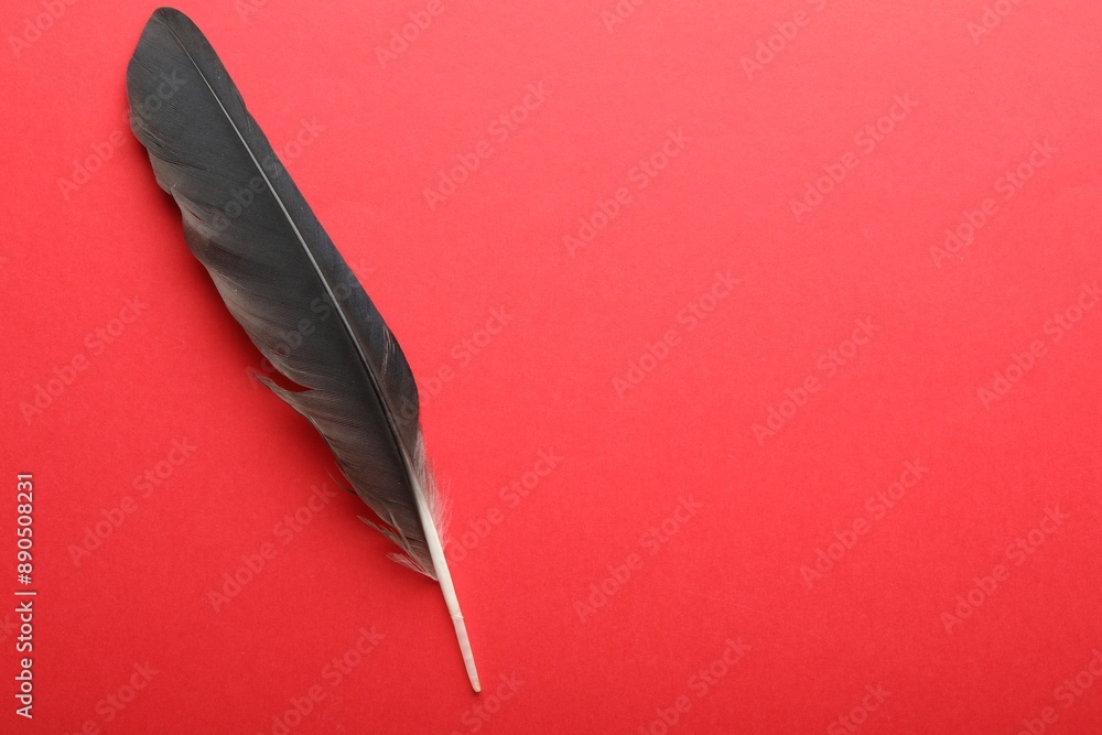 One black feather on red background, top view. Space for text One black feather on red background, top view. Space for text