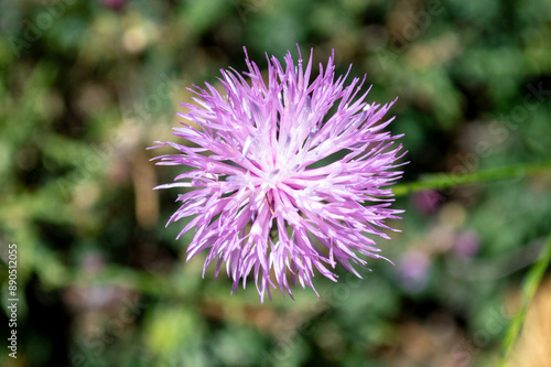 Mantisalca salmantica, flor silvestre photo