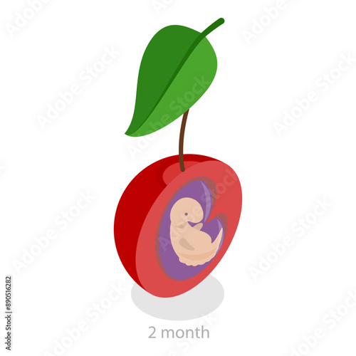 3D Isometric Flat Vector Illustration of Embryo Monthly Growth Stages, Human Fetus Development. Item 5