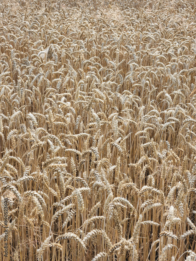 Winter wheat. Field of ripened winter wheat. Field with spikelets Winter wheat. Field of ripened winter wheat. Field with spikelets