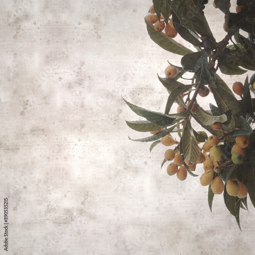 square stylish old textured paper background with  loquat, Eriobotrya japónica, ripe fruit on branches photo