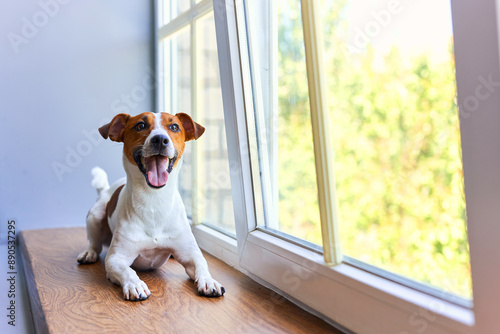 Smiling Jack Russell Terrier sitting on windowsill © Inna Vlasova