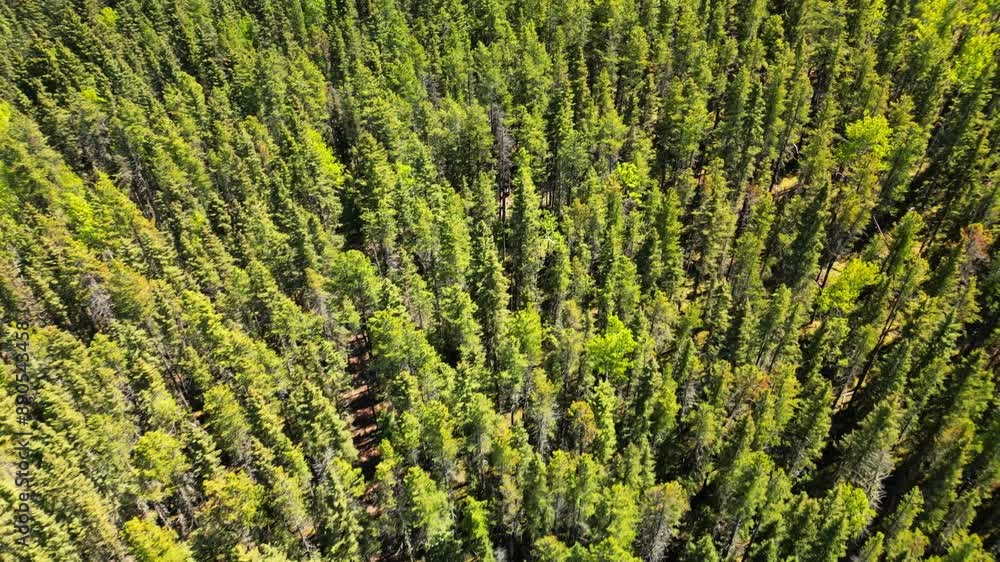 fly drone above lush green pine woods with beautiful blue sky and huge mountains standing tall at the background. the texture of the tress refreshing and release from stressful life. nature landscape fly drone above lush green pine woods with beautiful blue sky and huge mountains standing tall at the background. the texture of the tress refreshing and release from stressful life. nature landscape