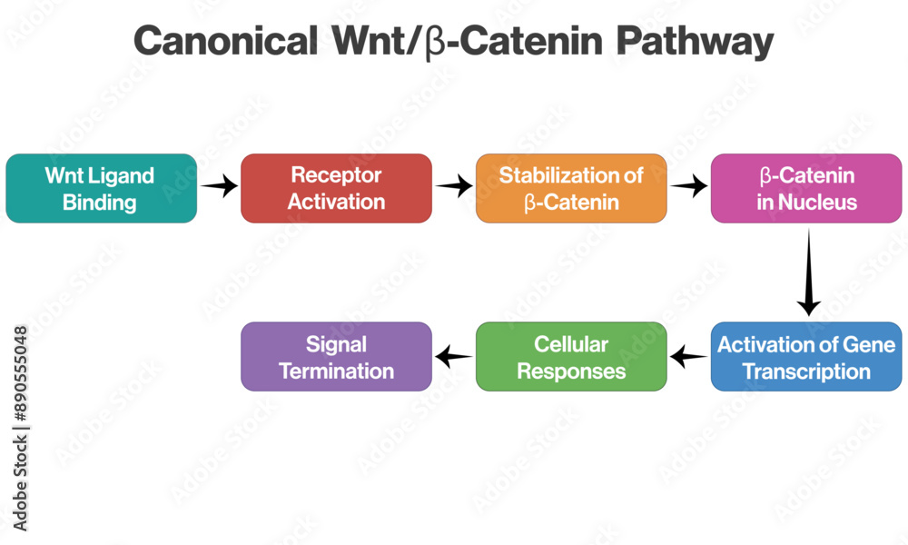 Vector Diagram of Canonical Wntβ Catenin Pathway, Detailed Flowchart for Science with White Background. Vector Diagram of Canonical Wntβ Catenin Pathway, Detailed Flowchart for Science with White Background.