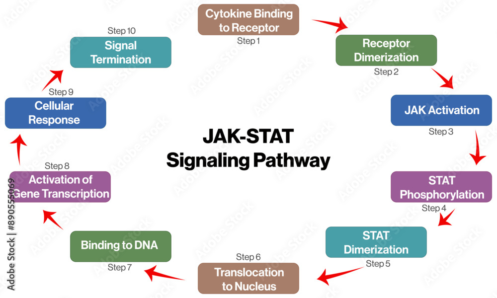 Vector Diagram of JAK-STAT Pathway, Brief Flowchart for Science with White Background. Vector Diagram of JAK-STAT Pathway, Brief Flowchart for Science with White Background.