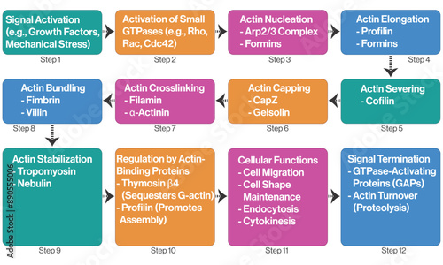 Detailed Flowchart of Actin Filament Dynamics, Science Vector Illustration on White Background. photo