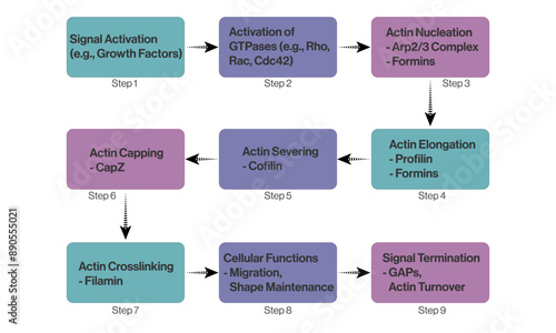 Vector Diagram of Actin Filament Dynamics, Brief Flowchart for Science on White Background.