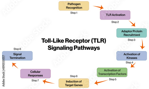 Vector Diagram of Toll Like Receptor Signaling Pathways, Brief Flowchart on White Background.