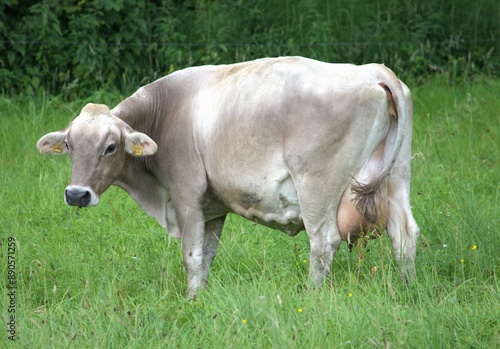 Wallpaper Mural a cow with a large udder grazes on a green meadow in switzerland Torontodigital.ca