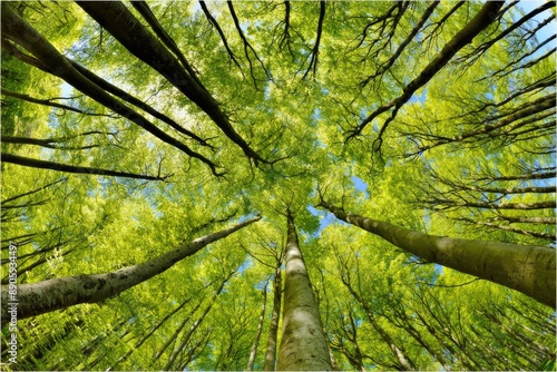 Looking Up at a Canopy of Green Trees.