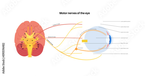 Motor nerves of the eye