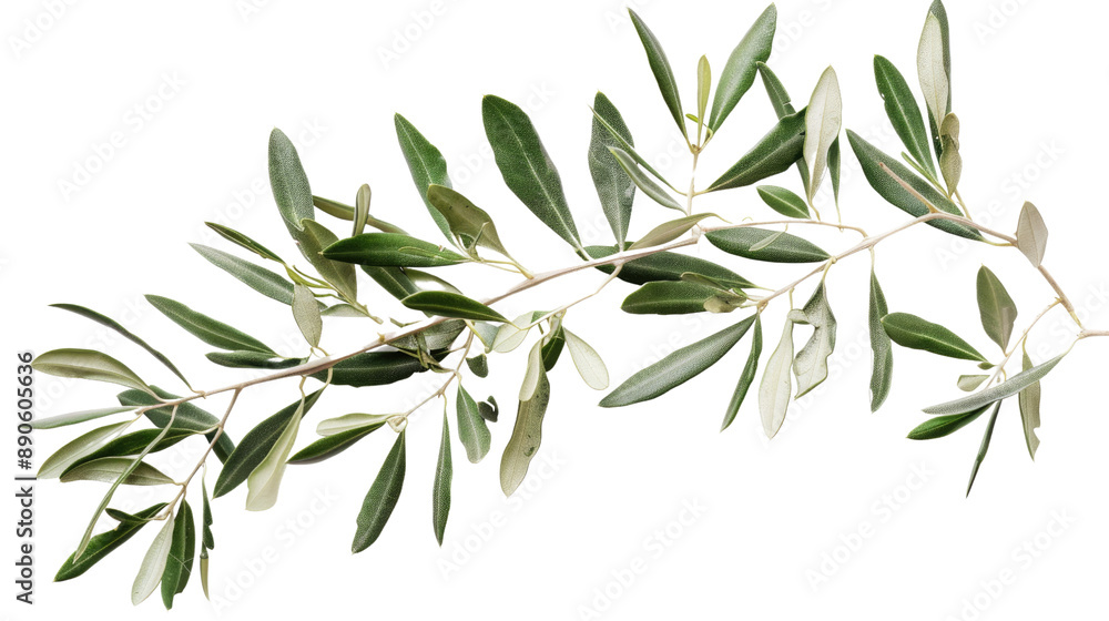 olive branch transparent background olive branch transparent background