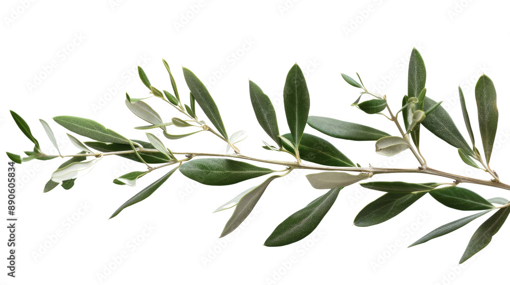 olive branch transparent background olive branch transparent background