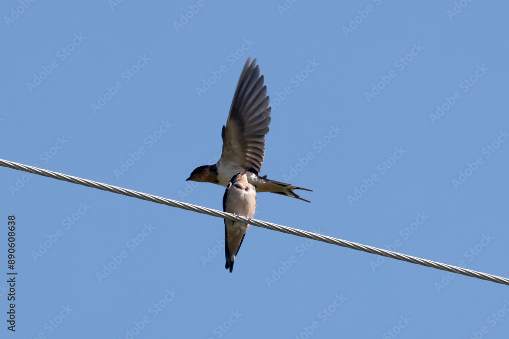 Barn Swallow parents feeding five fledgelings on hydro wire on beautiful summer afternoon Barn Swallow parents feeding five fledgelings on hydro wire on beautiful summer afternoon