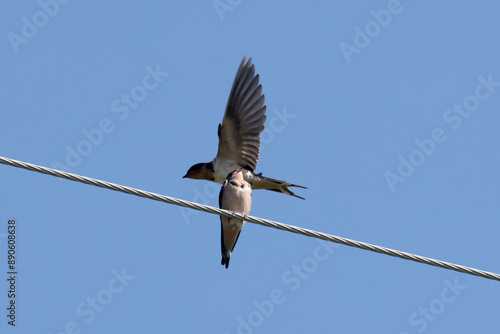 Barn Swallow parents feeding five fledgelings on hydro wire on beautiful summer afternoon photo