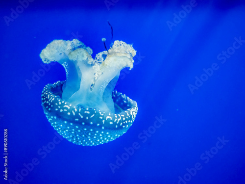 Jellyfish from the Cantabrian Maritime Museum (Santander, Spain) photo