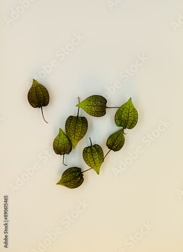 a collection of Cecendet or unripe ciplukan fruit (Physalis angulata) on a white background photo